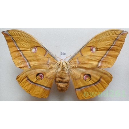 Antheraea yamamai (Guerin-Menevill, 1861) female ex. ovo China 132mm36a
